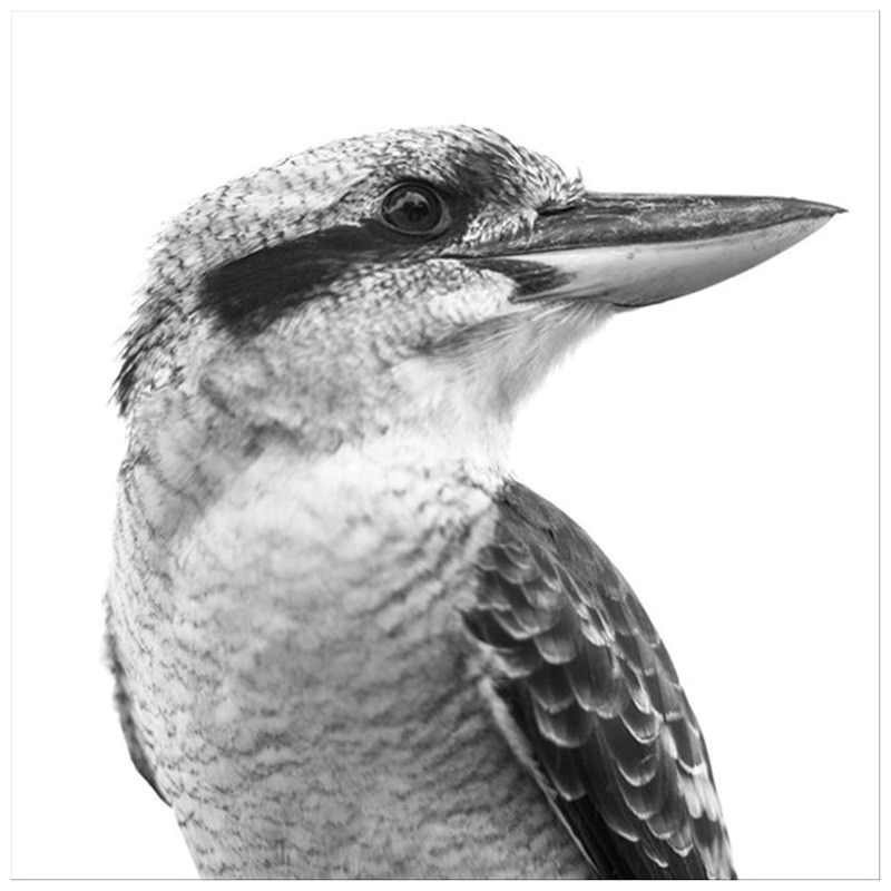 Kookaburra Stretched Canvas Wall Art, 80cm