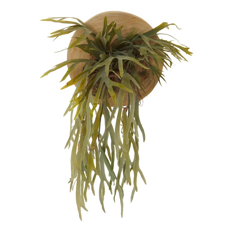 Artificial Staghorn Plant in Wooden Plate Wall Planter